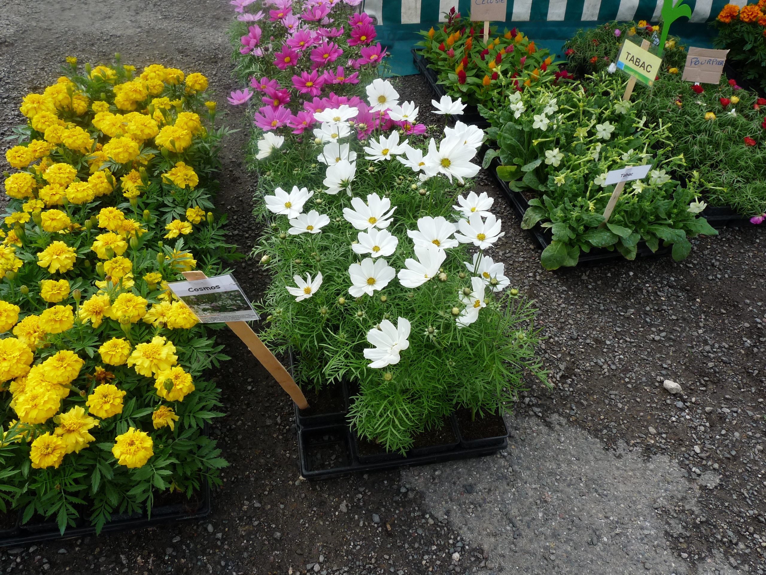 Marché aux fleurs