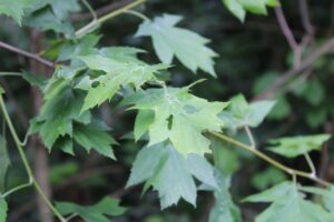 Photo essence arbre 2